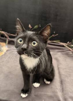 Amazon -  Domestic Short Hair and Tuxedo Cat for Adoption in Fayetteville, Georgia - Amazon | PetCurious