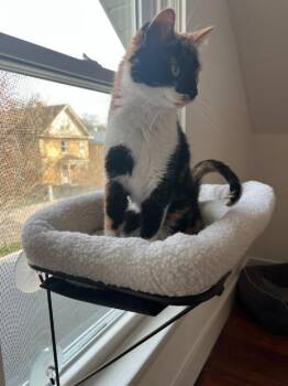 Aislynn -  Domestic Short Hair Cat for Adoption in Cincinnati, Ohio - Aislynn | PetCurious