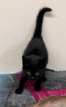 Rescue Domestic Short Hair Cats for Adoption in Mitchell, South Dakota - Carley -black Kitten In Foster Care | PetCurious