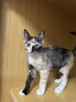 Bonnie -  Domestic Short Hair Cat for Adoption in Honolulu, Hawaii - Bonnie | PetCurious
