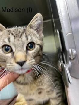 Madison -  Domestic Short Hair Cat for Adoption in Hobart, Indiana - Madison | PetCurious