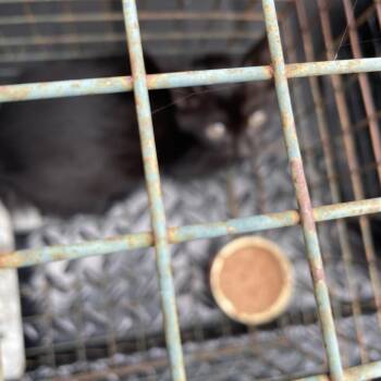 Gilly -  Domestic Short Hair Cat for Adoption in Lake Jackson, Texas - Gilly | PetCurious