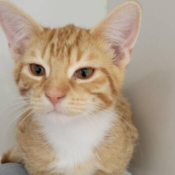 Oyster -  Domestic Short Hair Cat for Adoption in Wheeling, Illinois - Oyster | PetCurious
