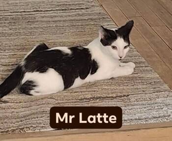Rescue Domestic Short Hair Cats for Adoption in Gresham, Wisconsin - LATTE | PetCurious
