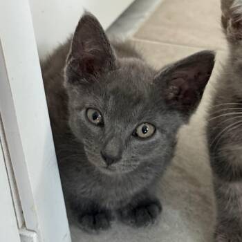 Alfredo -  Domestic Short Hair and Russian Blue Cat for Adoption in Pompano Beach, Florida - Alfredo | PetCurious