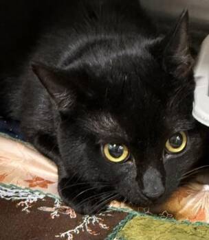 Riku -  Domestic Short Hair Cat for Adoption in Fort Worth, Texas - Riku | PetCurious