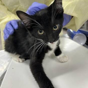 Domestic Short Hair Cats Available for Adoption in Salt Lake City, Utah - Sprinkles | PetCurious