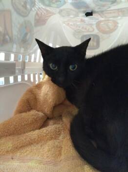 Jolly -  Domestic Short Hair Cat for Adoption in Palm Coast, Florida - Jolly | PetCurious