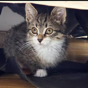 Rescue American Shorthair Cats for Adoption in Bethel, Connecticut - Lilly | PetCurious