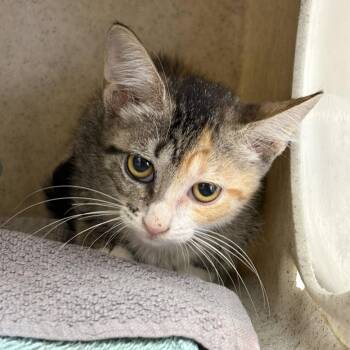 Pomegranate -  Domestic Short Hair Cat for Adoption in San Antonio, Texas - Pomegranate | PetCurious