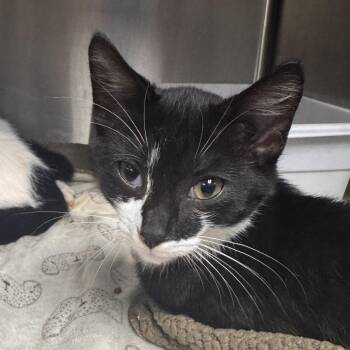 Emolga -  Domestic Short Hair Cat for Adoption in Marion, Virginia - Emolga | PetCurious