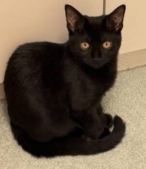 Jinx -  Domestic Short Hair and Tabby Cat for Adoption in Gaithersburg, Maryland - Jinx | PetCurious