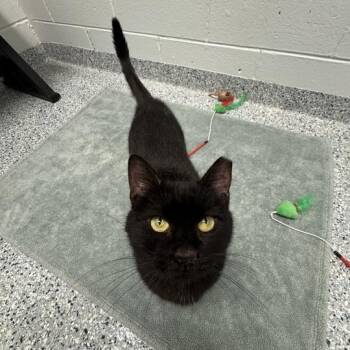 Gertrude -  Domestic Short Hair Cat for Adoption in Dayton, Ohio - Gertrude | PetCurious