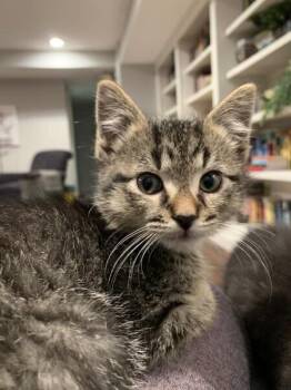 Domestic Short Hair Cats Available for Adoption in Dayton, Minnesota - Hugh (blue) | PetCurious