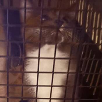 Helen -  American Shorthair Cat for Adoption in Sandy Springs, Georgia - Helen | PetCurious