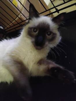 Siamese Cats Available for Adoption - Bubbles ( Kat) | PetCurious