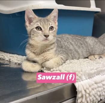 Sawzall -  Domestic Short Hair and Russian Blue Cat for Adoption in Montville, New Jersey - Sawzall | PetCurious