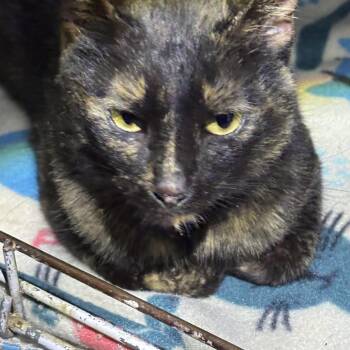 Domestic Short Hair Cats Available for Adoption - HONEY | PetCurious