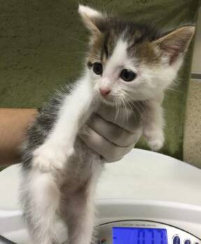 Domestic Short Hair Cats Available for Adoption in Riverside, California - YUMMY | PetCurious