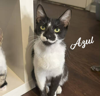 Rescue Domestic Short Hair Cats for Adoption in Houston, Texas - Azul #nurturing-soul | PetCurious