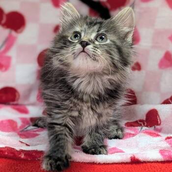 Patti -  Domestic Long Hair Cat Available for Adoption in Brighton, Missouri - Patti | PetCurious