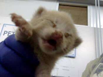 Domestic Medium Hair Cats Available for Adoption in Dallas, Texas - SHELDON | PetCurious