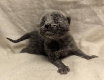 WALTER - NEEDS A FOSTER -  Domestic Short Hair Cat for Adoption in Ontario, California - WALTER - NEEDS A FOSTER | PetCurious