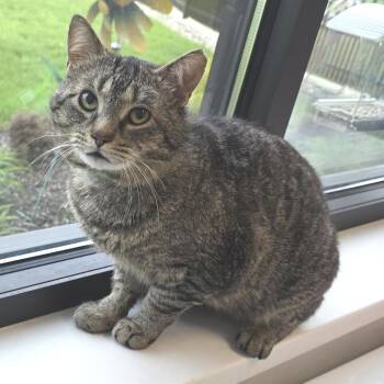 Domestic Short Hair Cats Available for Adoption in Fort Wayne, Indiana - WHERE DA BABY | PetCurious