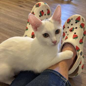 Monkey -  Domestic Short Hair Cat for Adoption in Lincoln, California - Monkey | PetCurious