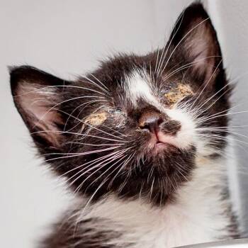 Jessie -  Domestic Short Hair Cat for Adoption in Hattiesburg, Mississippi - Jessie | PetCurious