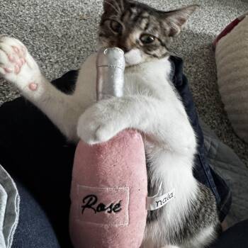 Domestic Short Hair Cats Available for Adoption in Austin, Texas - Kristofferson - Best Friends With Bowie   | PetCurious