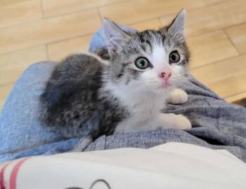 Domestic Short Hair Cats Available for Adoption in Florham Park, New Jersey - Oliver & Jasper | PetCurious