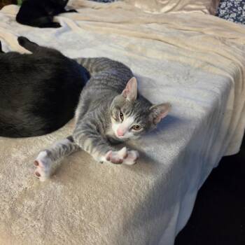 20260624-A4 T-Bone -  Domestic Short Hair Cat for Adoption in Chehalis, Washington - 20260624-A4 T-Bone | PetCurious