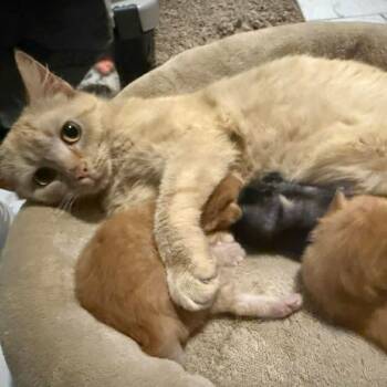 Domestic Short Hair Cats Available for Adoption in Madison, Wisconsin - Marigold | PetCurious