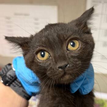 Toast -  Domestic Short Hair Cat for Adoption in Yuma, Arizona - Toast | PetCurious