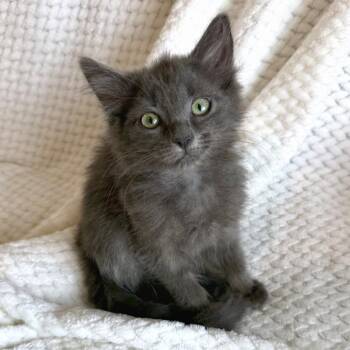Brioche -  Domestic Medium Hair Cat for Adoption in Murfreesboro, Tennessee - Brioche | PetCurious