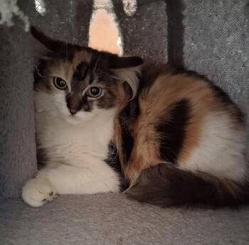 Calypso -  Domestic Medium Hair Cat for Adoption in Oviedo, Florida - Calypso | PetCurious
