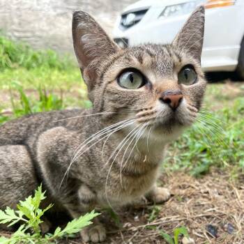 Bubble Gum -  Domestic Short Hair Cat for Adoption in Philadelphia, Pennsylvania - Bubble Gum | PetCurious