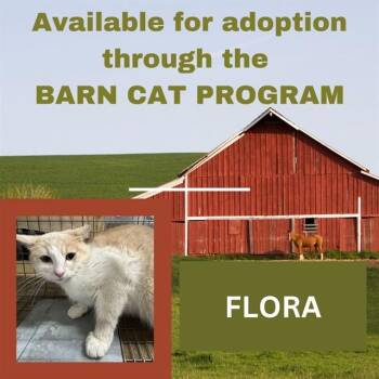 Domestic Short Hair Cats Available for Adoption in Westminster, Maryland - FLORA BARN CAT | PetCurious