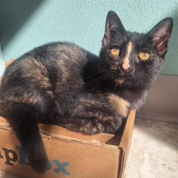 Indi -  Domestic Short Hair Cat for Adoption in Attica, New York - Indi | PetCurious