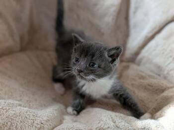 Domestic Short Hair Cats Available for Adoption - Ciabatta | PetCurious