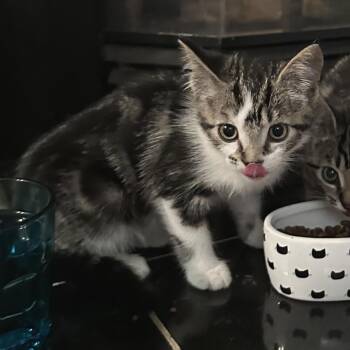 Paulette -  Domestic Short Hair Cat for Adoption in Abbotsford, British Columbia - Paulette | PetCurious