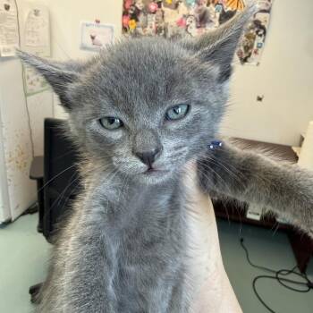 Domestic Short Hair Cats Available for Adoption in Austin, Texas - Irreproachable Wakko 8 | PetCurious