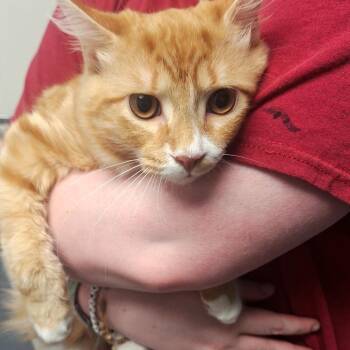 Domestic Long Hair Cats Available for Adoption in Birmingham, Alabama - Topaz | PetCurious