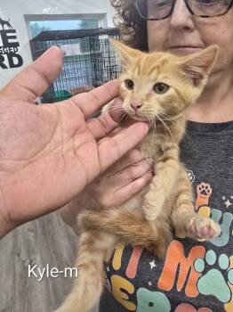 Kyle -  Domestic Short Hair Cat for Adoption in Glenfield, New York - Kyle | PetCurious