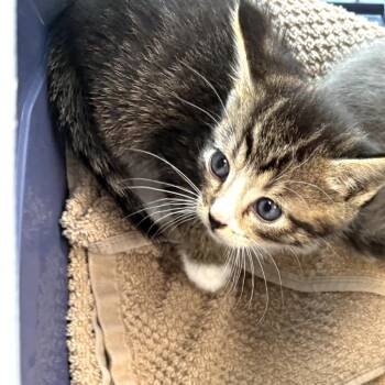Domestic Short Hair Cats Available for Adoption in Sand Springs, Oklahoma - Valley Litter 1 | PetCurious