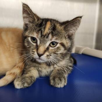 Apache -  Domestic Short Hair Cat for Adoption in Fort Wayne, Indiana - Apache | PetCurious