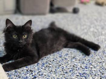 Reba Macentire -  Domestic Medium Hair Cat for Adoption in Mishawaka, Indiana - Reba Macentire | PetCurious