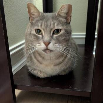 Torbie and Domestic Short Hair Cats Available for Adoption - Dolly | PetCurious