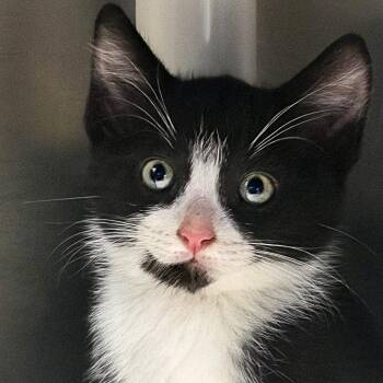 Prozac -  Domestic Short Hair Cat for Adoption in Falls Church, Virginia - Prozac | PetCurious